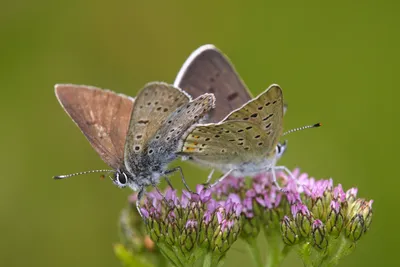 Bruine vuurvlinder, vuurvlinder, lycaena tityrus, сажистая медь, фото сажистая медь, котлы, bruine vuurvlinder, foto bruine vuurvlinder, foto, fotos, vuurvlinder, vuurvlinders, vuurvlindertje, oranje vlinder, bruine vuurvlinder, lycaena tityrus ... картинки