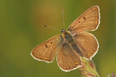 Bruine vuurvlinder, vuurvlinder, lycaena tityrus, сажистая медь, фото сажистая медь, котлы, bruine vuurvlinder, foto bruine vuurvlinder, foto, fotos, vuurvlinder, vuurvlinders, vuurvlindertje, oranje vlinder, bruine vuurvlinder, lycaena tityrus ... картинки