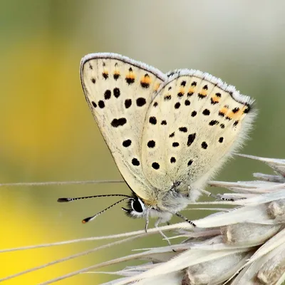 Bruine vuurvlinder (Lycaena tityrus) ♂ | Еще один снимок… | Flickr картинки