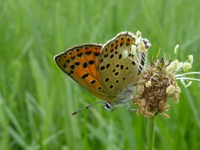 UK Butterflys - Sooty Copper - Lycaena tityrus картинки