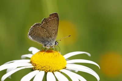 Bruine vuurvlinder, vuurvlinder, lycaena tityrus, сажистая медь, фото сажистая медь, котлы, bruine vuurvlinder, foto bruine vuurvlinder, foto, fotos, vuurvlinder, vuurvlinders, vuurvlindertje, oranje vlinder, bruine vuurvlinder, lycaena tityrus ... картинки