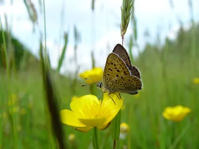 Lycaena tityrus, Закопченная медь картинки