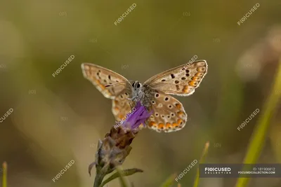 Голубая бабочка, Lycaenidae, на ладаннике на размытом фоне — животное, солнечная роза - Стоковая фотография | #181906812 картинки