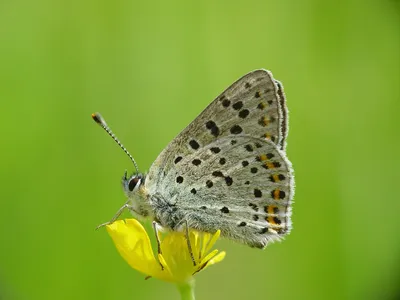 Lycaena tityrus, Закопченная медь картинки