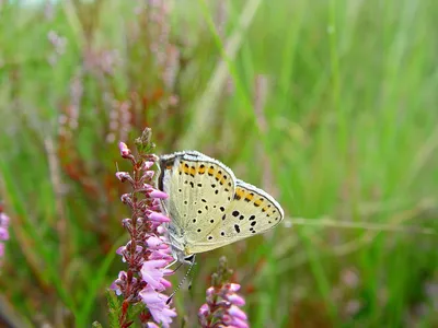 Lycaena tityrus, Закопченная медь картинки