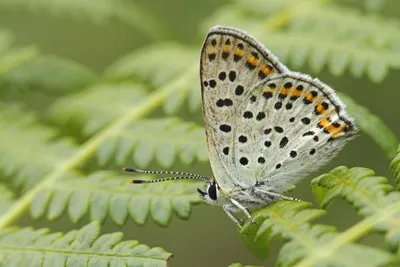 Bruine vuurvlinder, vuurvlinder, lycaena tityrus, сажистая медь, фото сажистая медь, котлы, bruine vuurvlinder, foto bruine vuurvlinder, foto, fotos, vuurvlinder, vuurvlinders, vuurvlindertje, oranje vlinder, bruine vuurvlinder, lycaena tityrus ... картинки