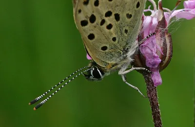 Lycaena tityrus, Закопченная медь картинки