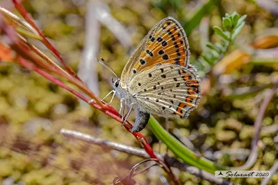 Lycaena tityrus - Титиро - Закопченная медь картинки