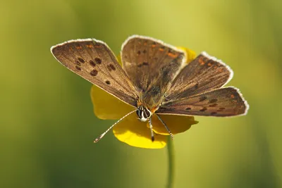 Bruine vuurvlinder, vuurvlinder, lycaena tityrus, сажистая медь, фото сажистая медь, котлы, bruine vuurvlinder, foto bruine vuurvlinder, foto, fotos, vuurvlinder, vuurvlinders, vuurvlindertje, oranje vlinder, bruine vuurvlinder, lycaena tityrus ... картинки