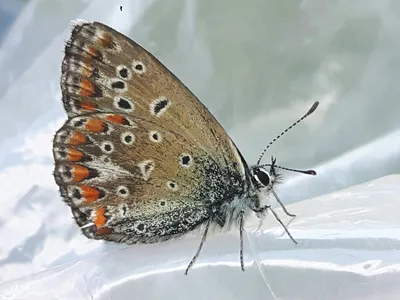 Синий Эшера (Polyommatus escheri) · iNaturalist картинки