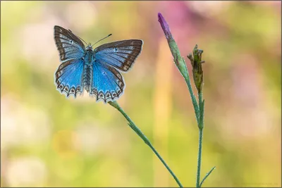 Gelbringfalter (Lopinga achine) Woodland Brown Butterfly – Питер Шварц картинки