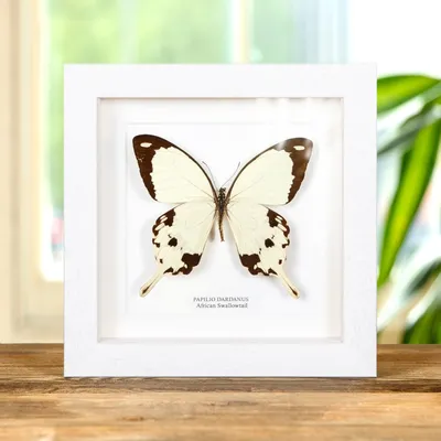 Африканская бабочка-парусник в рамке коробки (Papilio dardanus) картинки
