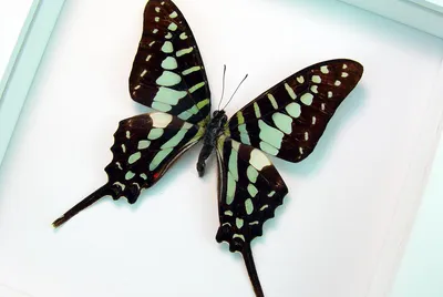 Graphium polycenes - Зеленая бабочка-парусник - яркий белый дисплей картинки