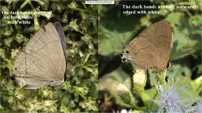 indigo_flash_1_slate_flash_comparison_1_shiladitya_mukherjee.jpg картинки