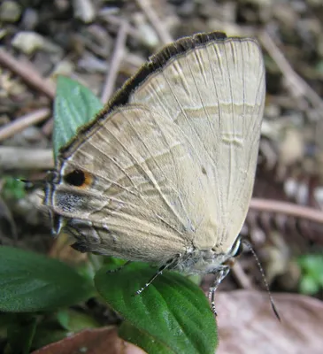 Фотографии Scarce Slate Flash (Rapala scintilla) · iNaturalist картинки