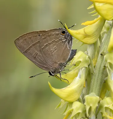 Фотографии Slate Flash (Rapala manea) · iNaturalist картинки