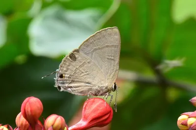 Фотографии Slate Flash (Rapala manea) · iNaturalist картинки