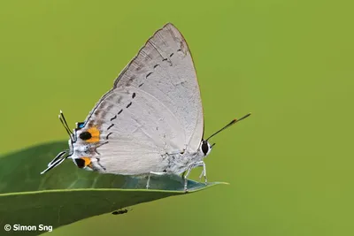 Slate Flash Butterfly, также известная как Rapala Manea Фото 1862184121 | Шаттерсток картинки