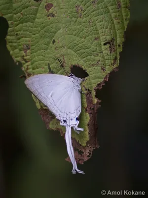 Вспышки (Род Rapala) · iNaturalist Россия картинки