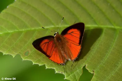 BUTTERFLY. Rapala micans stock image. Image of macro - 38720969 картинки