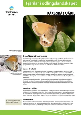 UK Butterflies - Theclinae картинки