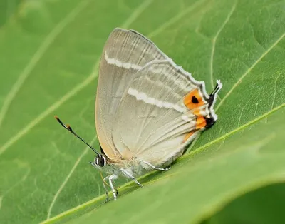 Butterflies of Singapore: Aug 10, 2019 картинки