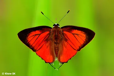 Insect butterfly india hi-res stock photography and images - Page 3 - Alamy картинки