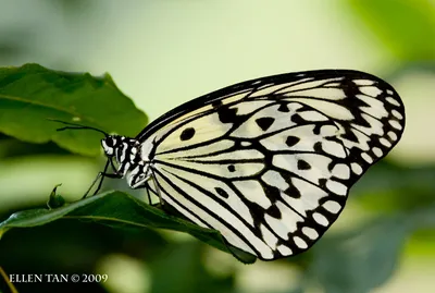 UK Butterflies - Theclinae картинки