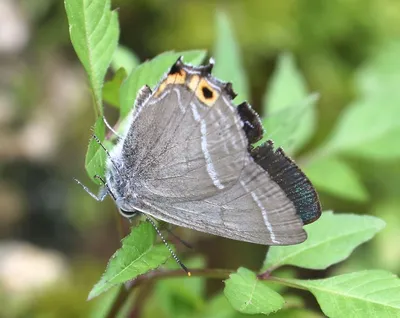 BUTTERFLIES картинки