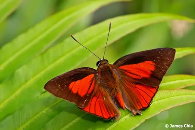 Slate Flash Butterfly Aka Rapala Manea Stockfoto 1862184121 | Shutterstock картинки