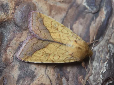 Бордюрная желтоватая (Pyrrhia umbra) - норфолкские мотыльки - макро- и микробабочки Норфолка. картинки