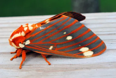 Проект Great American Indiana Nature Lepidoptera картинки