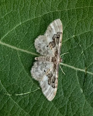 Наименее ковровая ( Idaea rusticata ) - Норфолкские мотыльки - макро- и микро-мотыльки Норфолка. картинки