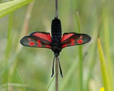 011 Lymantria dispar (Gypsy Moth) - Британские чешуекрылые картинки