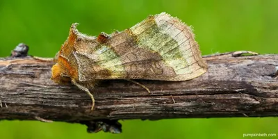 Noctuidae, Стоковые Фотографии и Роялти-Фри Изображения Noctuidae - Страница 2 | Depositphotos картинки