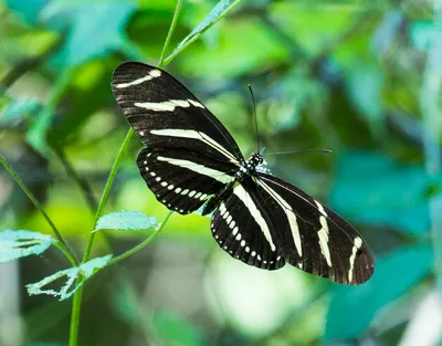 Zebra Longwing - Атлас бабочек Алабамы картинки