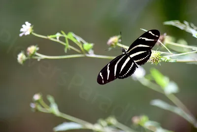 ЦИФРОВАЯ фотография бабочки Zebra Longwing // Black Butterfly - Etsy Canada картинки