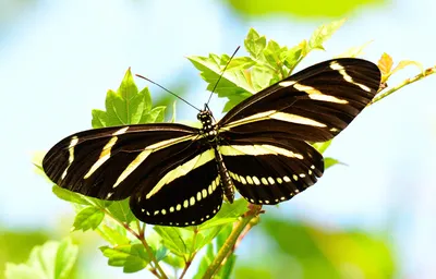 Zebra Longwing - Атлас бабочек Алабамы картинки