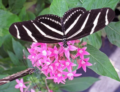 Файл:Heliconius charitonius (бабочка-зебра длиннокрылая) (Флорида, США) 7 (17072599740).jpg — Wikimedia Commons картинки