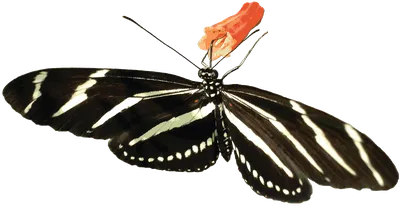 Бесплатные прозрачные изображения природы Zebra Longwing Transparent Background — Clip Art Library картинки