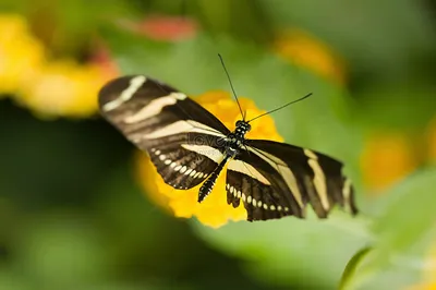 Zebra Longwing Butterfly Picture And HD Photos | Скачать бесплатно на Lovepik картинки