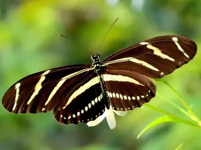 Zebra Longwing - Атлас бабочек Алабамы картинки