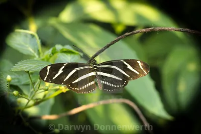 Zebra Longwing Butterfly — лицензия, загрузка или печать за £10.00 | Фотографии | Пикфер картинки