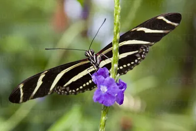 Бабочка-зебра длиннокрылая (Heliconius charitonius), питающаяся цветком, Консерватория ниагарских бабочек, Ниагарский водопад, Онтарио, консервная банка картинки