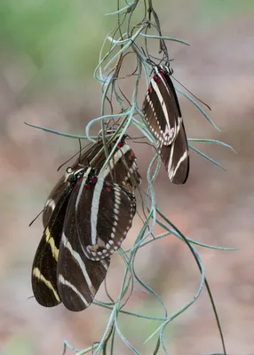 Zebra Longwing - Атлас бабочек Алабамы картинки