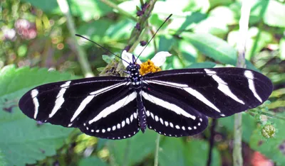 Файл:Heliconius charitonius (бабочка-зебра длиннокрылая) (Флорида, США) 3 (16637727334).jpg — Wikimedia Commons картинки