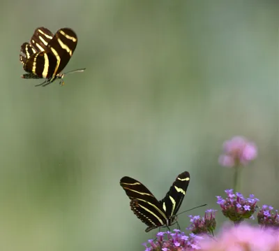 Крылья бабочки I–Zebra Longwing | Фото Шквал картинки