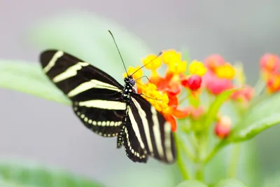 Zebra longwing, бабочка, природа, макро, бесплатные картинки - бесплатная картинка от freeIMG.ru картинки