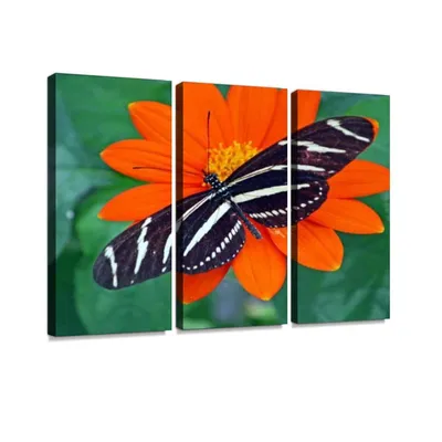 Amazon.com: YKing1 Zebra Longwing Butterfly Wall Art Painting Pictures Print On Canvas Stretched & u0026 Framed Artworks Modern Hanging Posters Home Decor 3PANEL: Плакаты \ u0026 Prints картинки