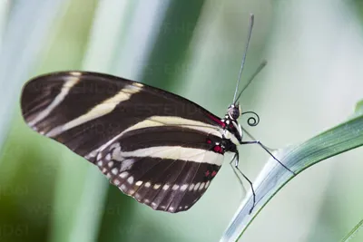 Зебра длиннокрылая бабочка (Heliconius charitonius), сидящая на листе, крупным планом стоковое фото картинки